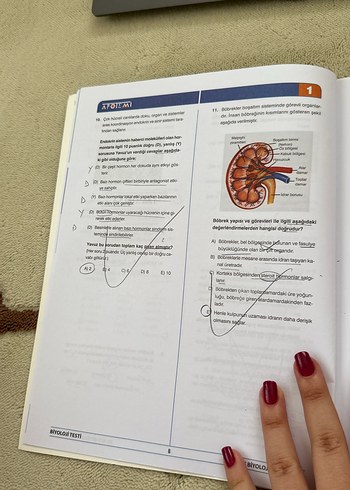  Beden Renk Apotemi ayt biyoloji deneme 24 basım