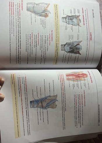 Anatomi Modül Sınavlarına Özel Kitap - Görsel 6