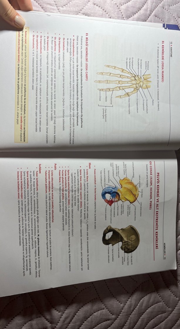 Anatomi Modül Sınavlarına Özel Kitap - Görsel 3