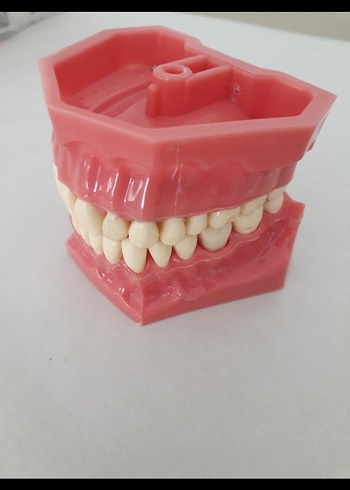  Beden Renk Fantom Model çene