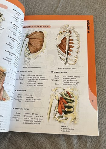 İnsan Anatomisi ve Fizyolojisine Giriş Kitabı