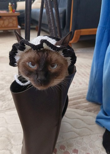 Kedi şapkası - Görsel 2