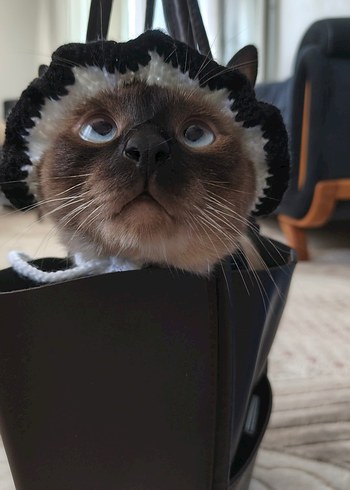 Kedi şapkası - Görsel 3