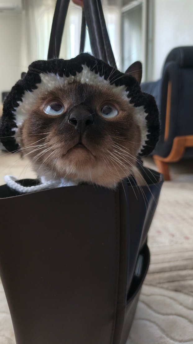 Kedi şapkası - Görsel 3