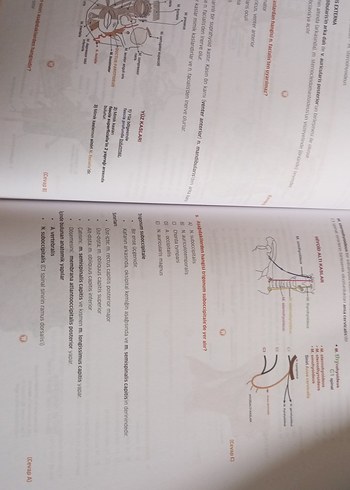 Infodus DUS TIME Anatomi Soru Bankası - Görsel 2