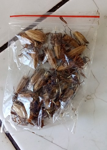 kadife çiçeği tohumu - Görsel 4