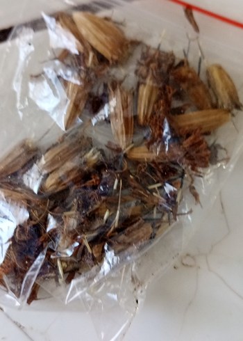 kadife çiçeği tohumu - Görsel 3