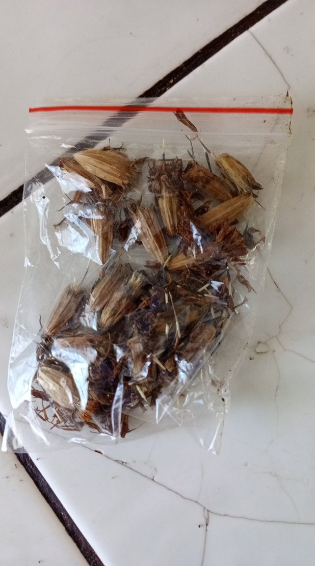 kadife çiçeği tohumu - Görsel 4