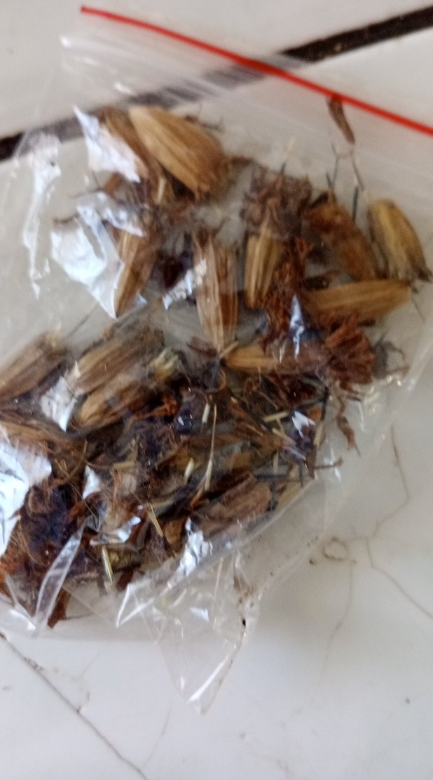 kadife çiçeği tohumu - Görsel 3