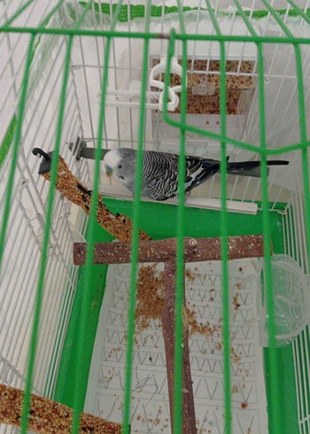 Nakışlı Yeşil Bohem Perde - Görsel 2