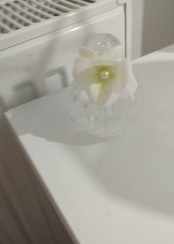 kolonya