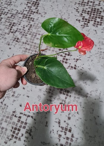 Çiçek Kırmızı Antoryum Saksı Çiçeği