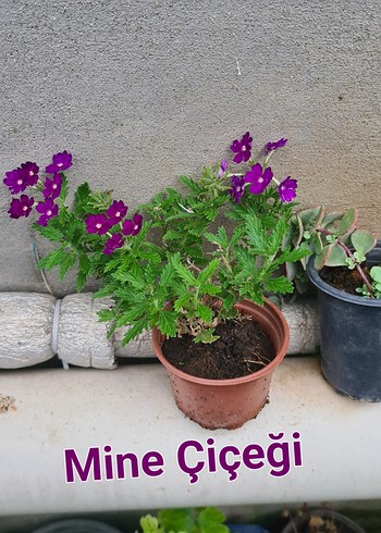 Mor Mine Çiçeği