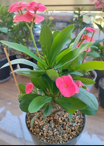 Diğer Dikenler tacı Euphorbia Milii Büyük çiçekli Kırmızı (Karpuz)