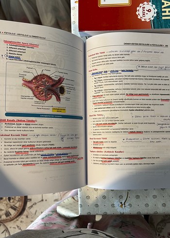 Fizyoloji, Histoloji ve Embriyoloji Kitabı - Görsel 2