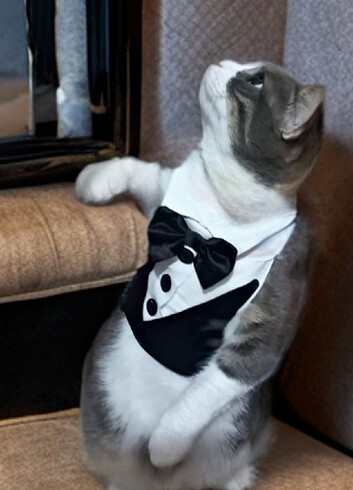 Kedi köpek damatlık  - Görsel 3