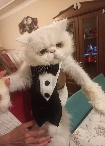 Kedi köpek damatlık  - Görsel 4