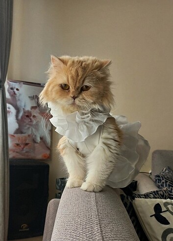 Kedi köpek gelinlik elbise 