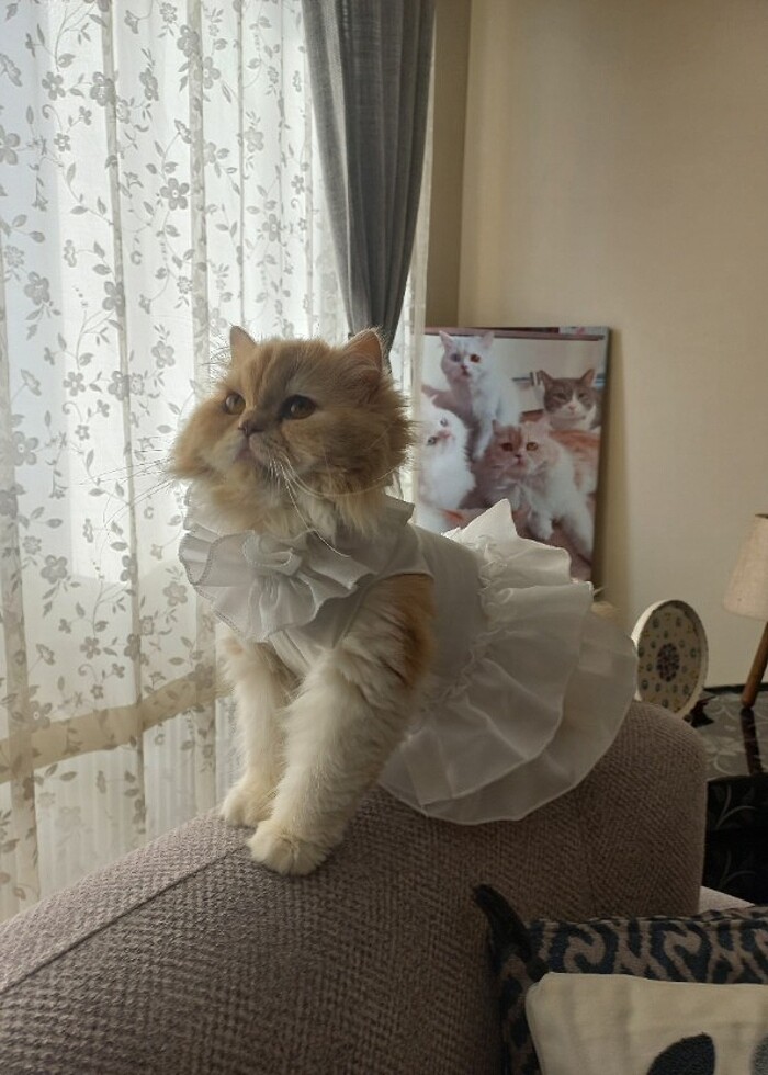 Kedi köpek gelinlik elbise  - Görsel 4