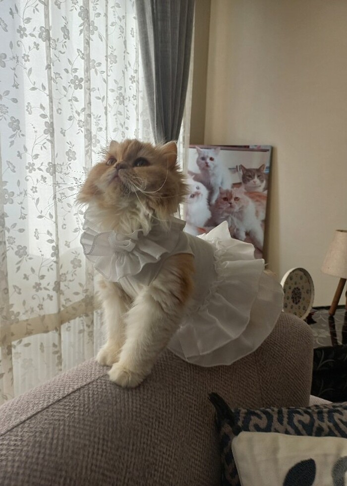 Kedi köpek gelinlik elbise  - Görsel 2