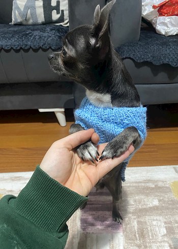 Mavi Renk Örgü Köpek Kazağı - Görsel 2