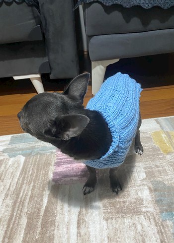 Mavi Renk Örgü Köpek Kazağı - Görsel 4