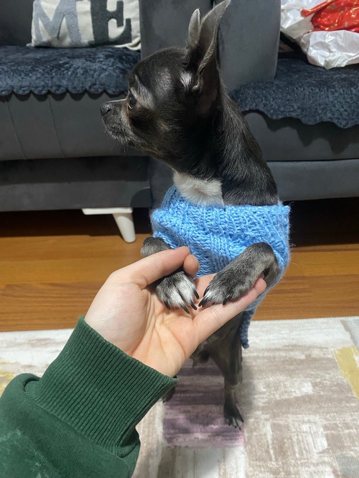 Mavi Renk Örgü Köpek Kazağı - Görsel 2