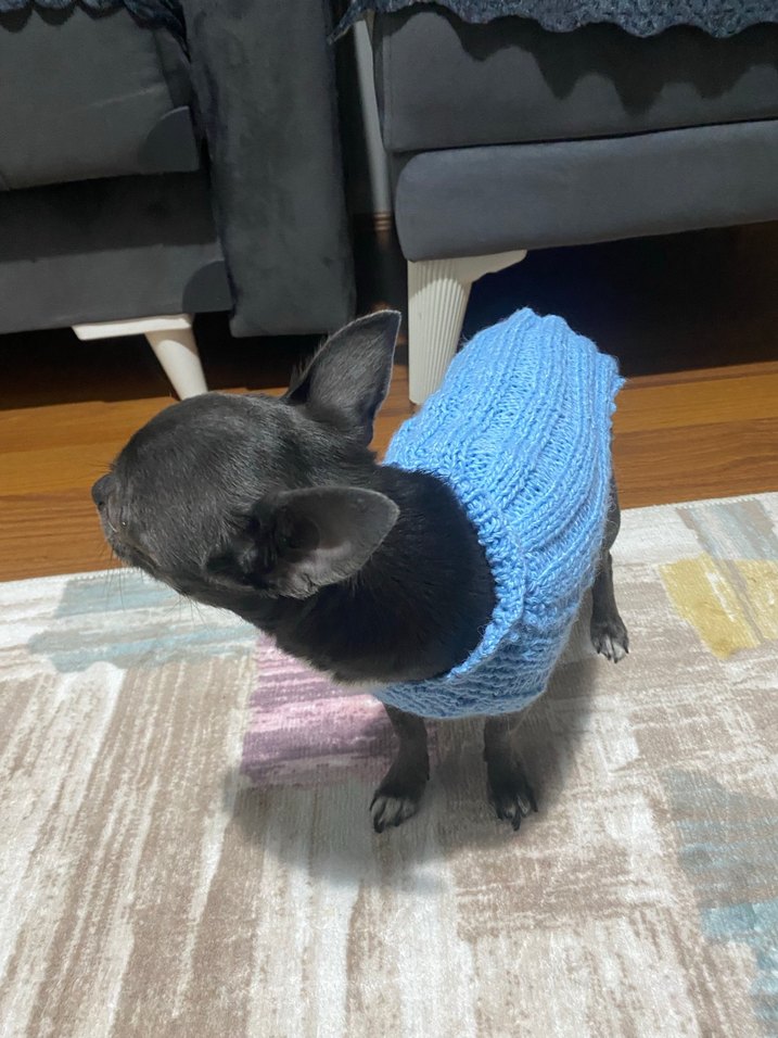 Mavi Renk Örgü Köpek Kazağı - Görsel 4