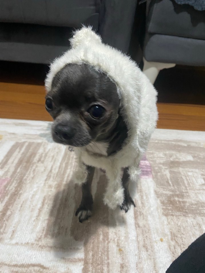 Beyaz  Desenli Kürklü Köpek Kıyafeti - Görsel 4