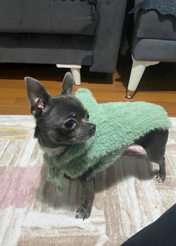 YeşilPeluş Kapüşonlu Köpek Kıyafeti - Görsel 2