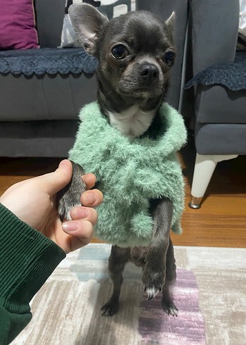 YeşilPeluş Kapüşonlu Köpek Kıyafeti - Görsel 3