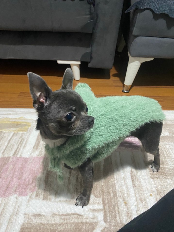 YeşilPeluş Kapüşonlu Köpek Kıyafeti - Görsel 2