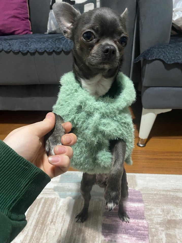 YeşilPeluş Kapüşonlu Köpek Kıyafeti - Görsel 3