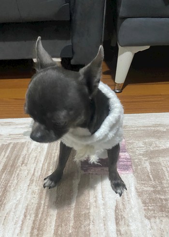 Beyaz Kürklü Normcore Köpek Kıyafeti - Görsel 5