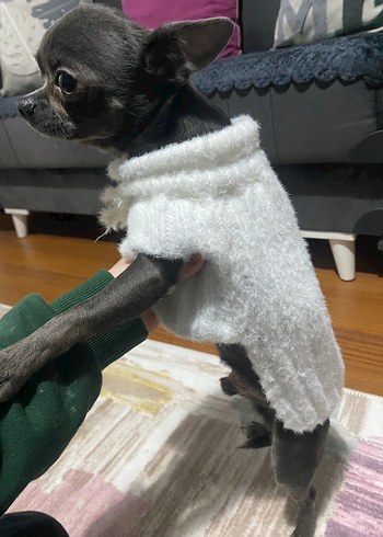 Beyaz Kürklü Normcore Köpek Kıyafeti - Görsel 3