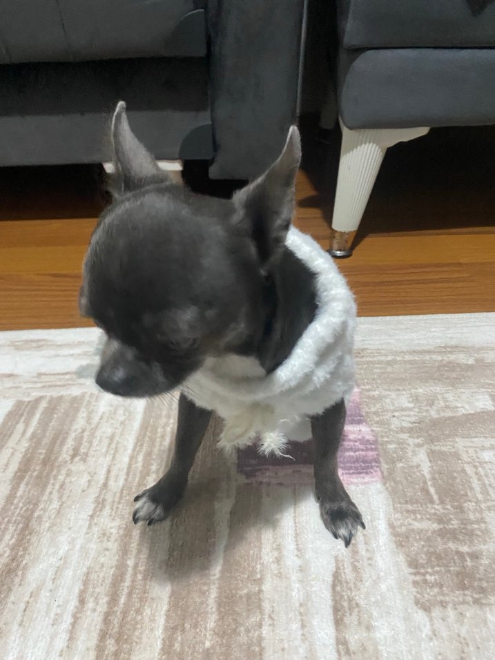 Beyaz Kürklü Normcore Köpek Kıyafeti - Görsel 5