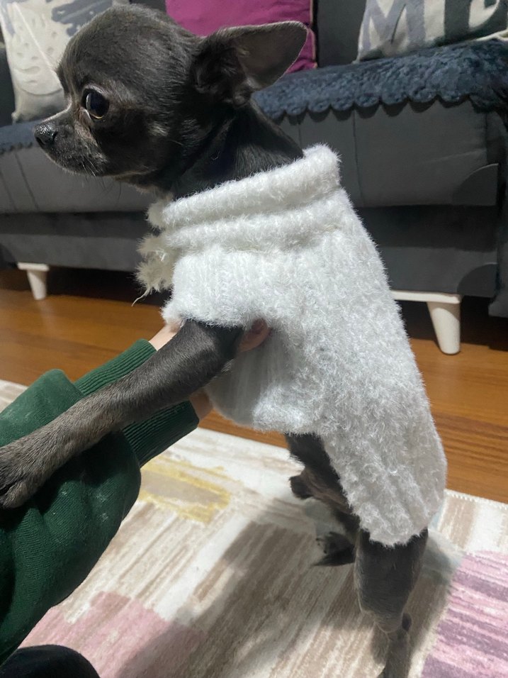 Beyaz Kürklü Normcore Köpek Kıyafeti - Görsel 3