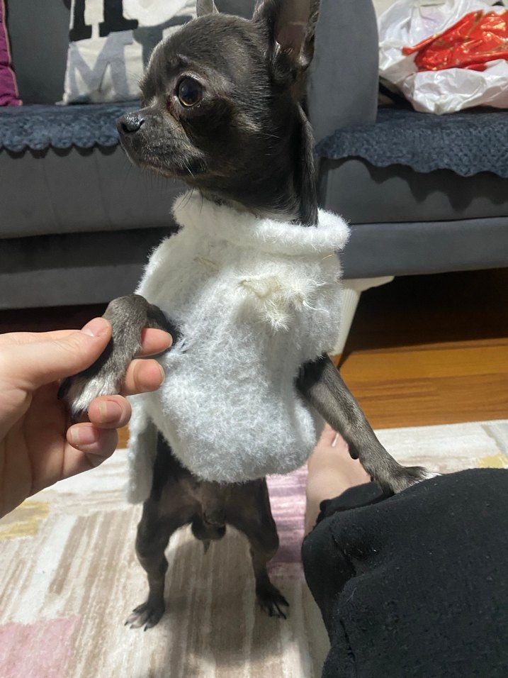 Beyaz Kürklü Normcore Köpek Kıyafeti - Görsel 4