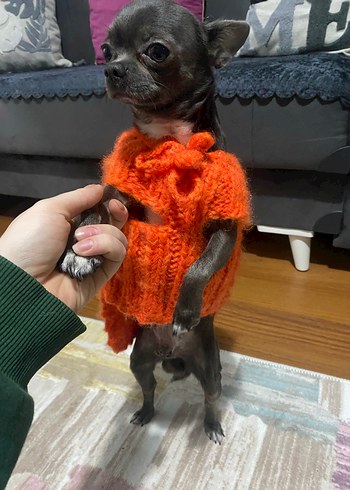 Turuncu  Desenli Örgü Köpek Kıyafeti - Görsel 4