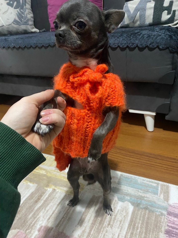 Turuncu  Desenli Örgü Köpek Kıyafeti - Görsel 4