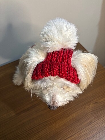  Beden Renk Köpek bere köpek şapka