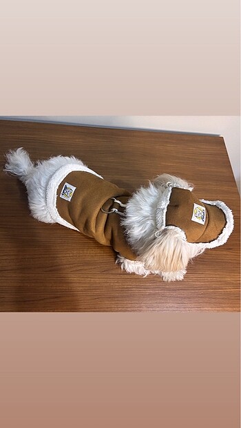 Beden Köpek yelek şapka takım