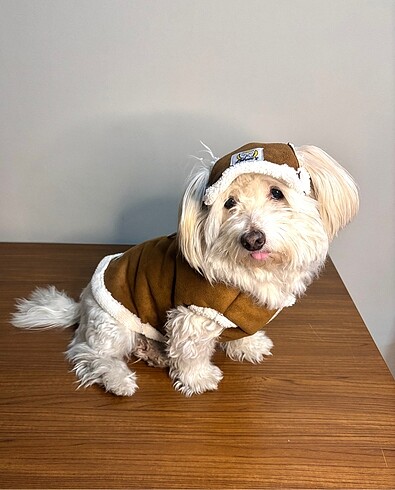 Beden Renk Köpek yelek şapka takım