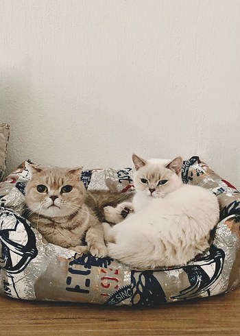 Kedi yatağı - Görsel 2