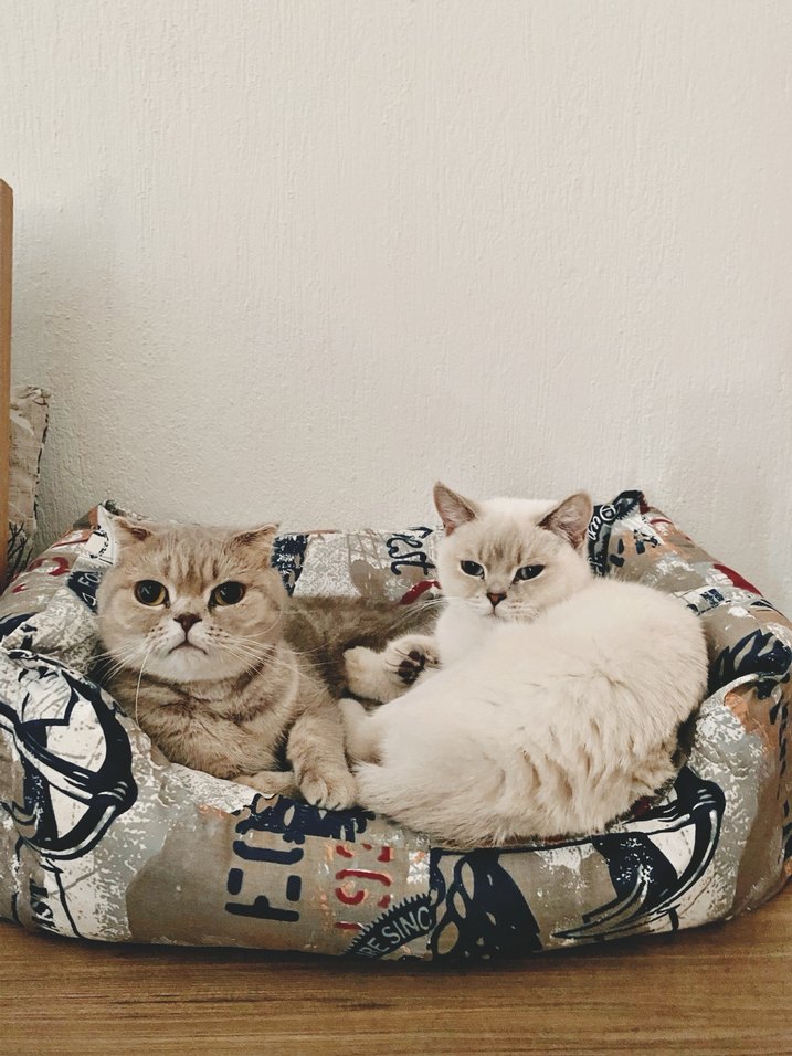 Kedi yatağı - Görsel 2