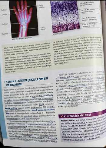 Beden Junqueira Temel Histoloji Konu ve Atlas