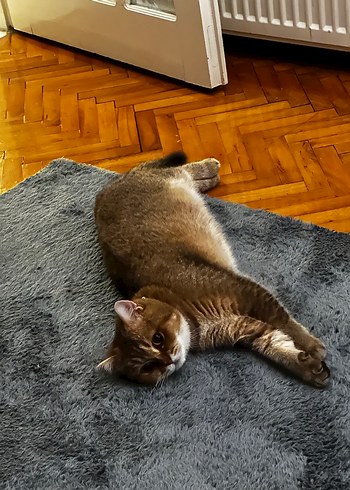 Antrasit peluş halı - Görsel 2