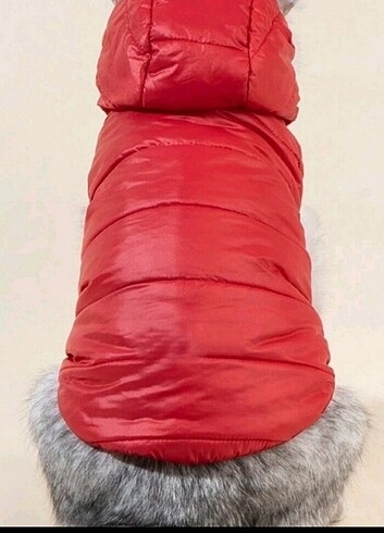  KEDİ KÖPEK KIYAFETİ 