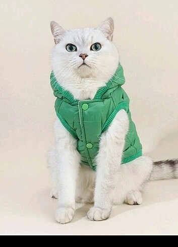 KEDİ KÖPEK KIYAFETİ 