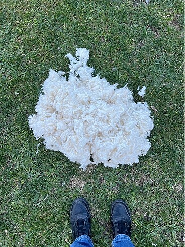 Beden Avustralya Merinos yün kilo fiyatıdır.